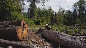  Arcadia, SC Tree Removal Pros