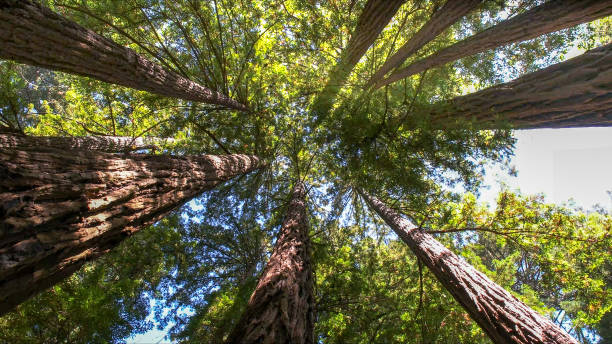 Best Arborist Consultation Services  in Arcadia, SC